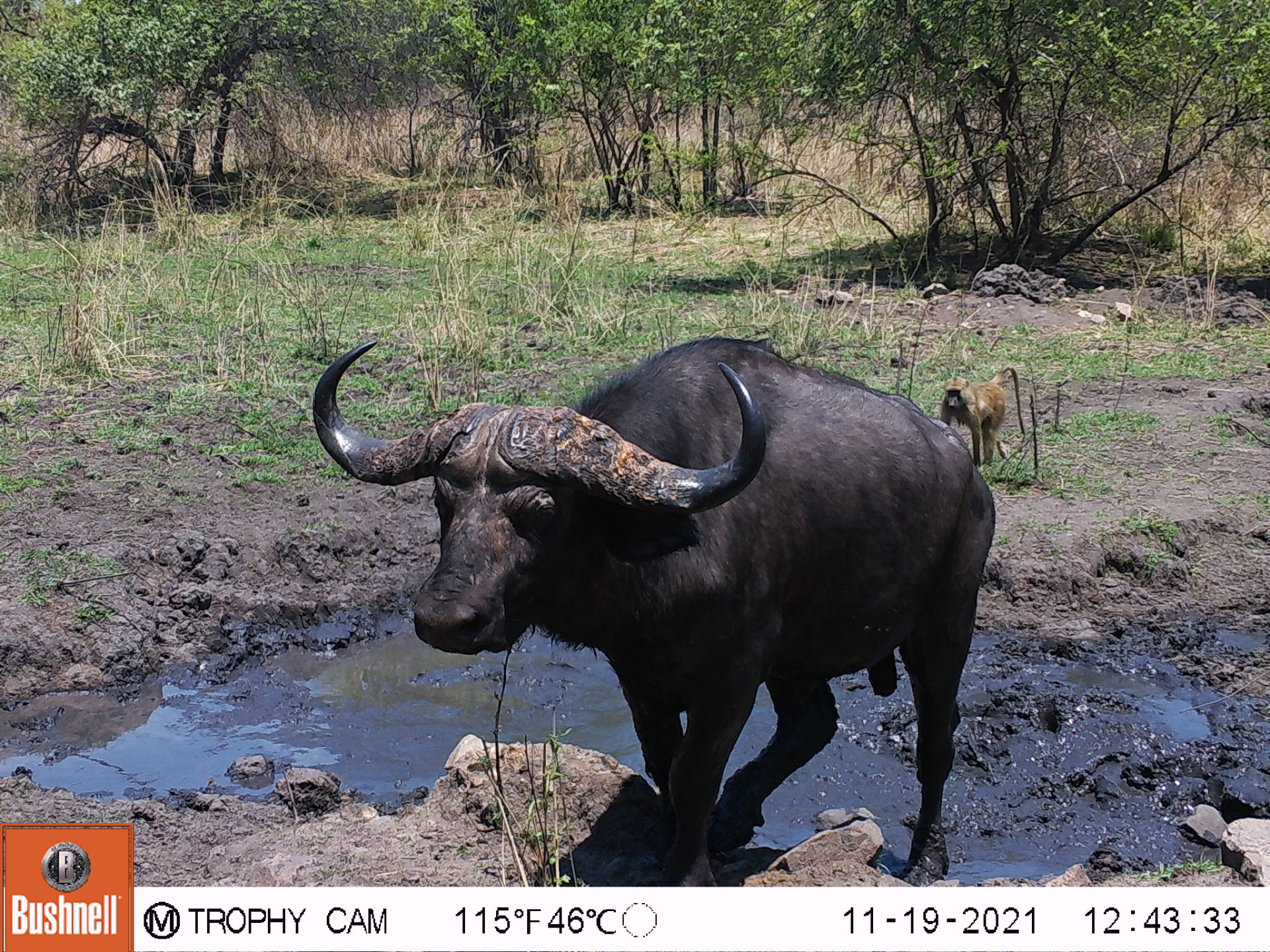 Leopard Hunting Safari Zambia 14 Days With MBIZI SAFARIS In Luangwa