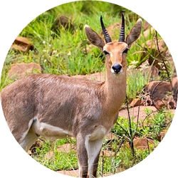 11_animals_mountain_reedbuck-crop.jpg