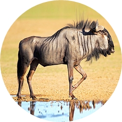 13_animals_blue_wildebeest-crop.jpg