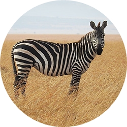 14_animals_zebra-crop.jpg