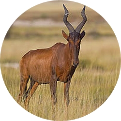 15_animals_red_hartebeest-crop.jpg