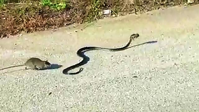 160705-mother-rat-saves-baby-from-snake-vin__640x360_718986307526.jpg