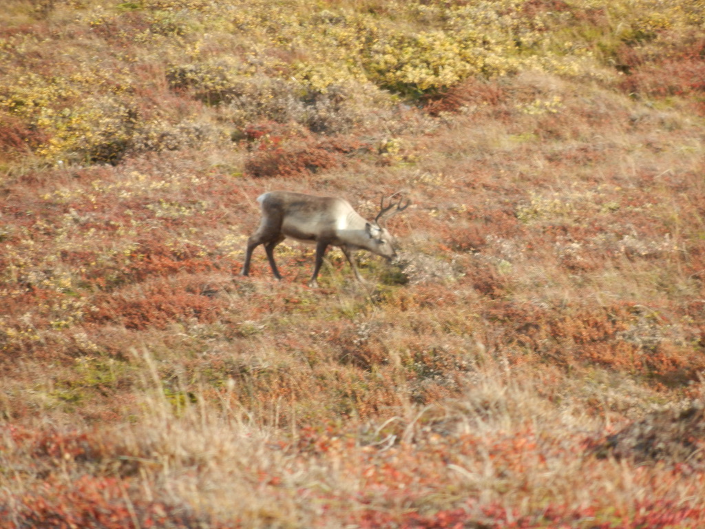 GREENLAND: Muskox & Caribou Hunting In Greenland | AfricaHunting.com