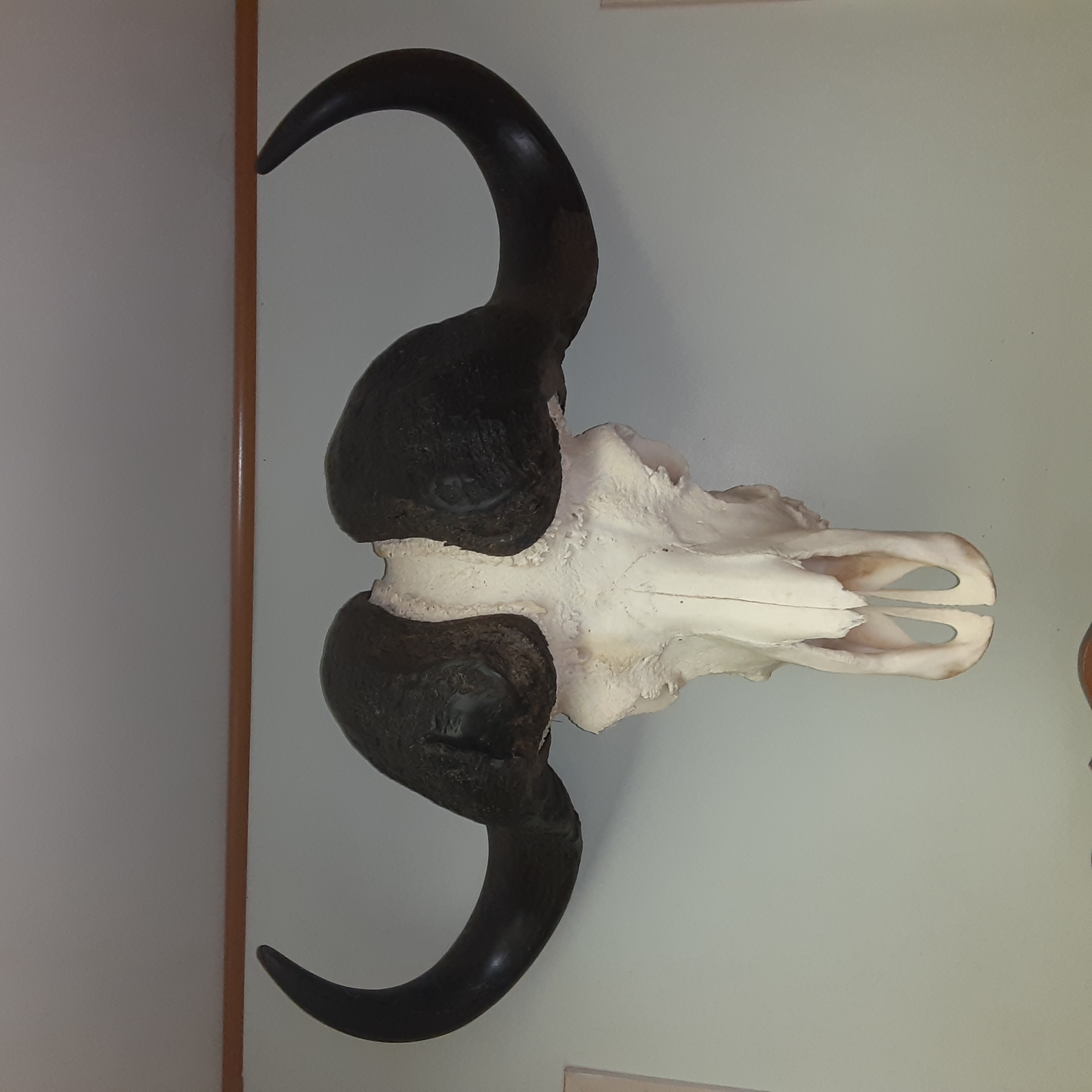 Buffalo scull mount | AfricaHunting.com