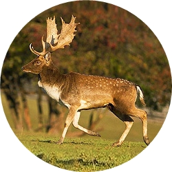 17_animals_fallow-deer-crop.jpg