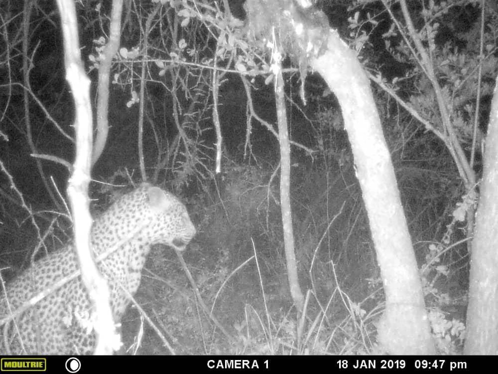 Discounted Leopard Hunt Zimbabwe | AfricaHunting.com