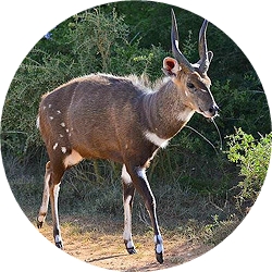 18_animals_bushbuck-crop.jpg