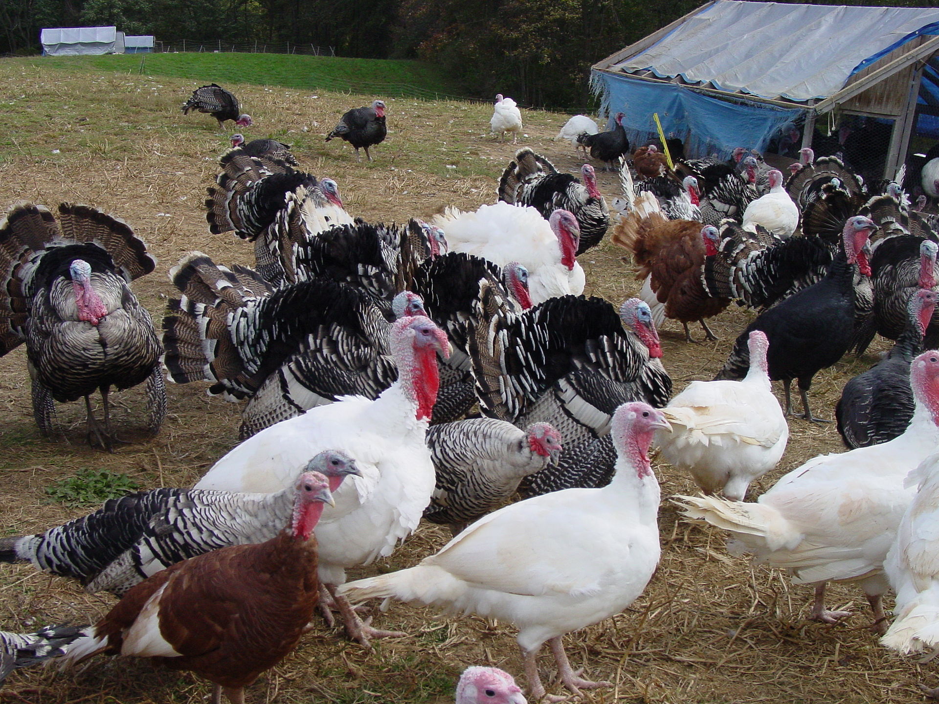 1920px-Heritage_Turkeys_in_MD.jpg