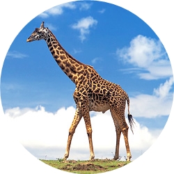 19_animals_giraffe-crop.jpg