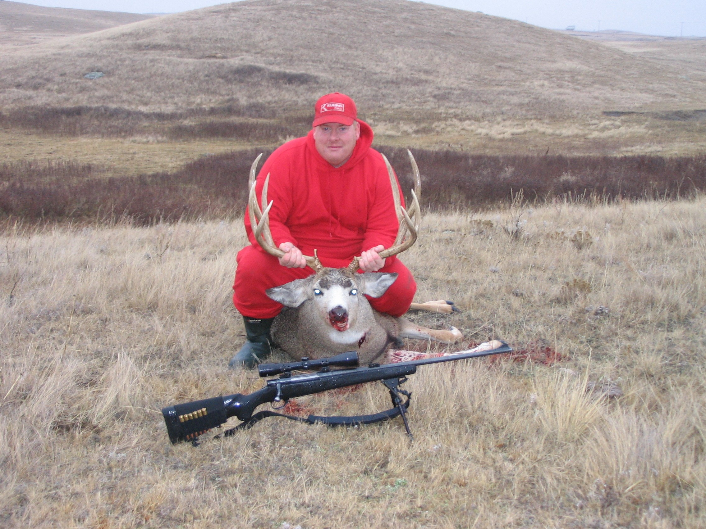 2006 Mule deer.jpg