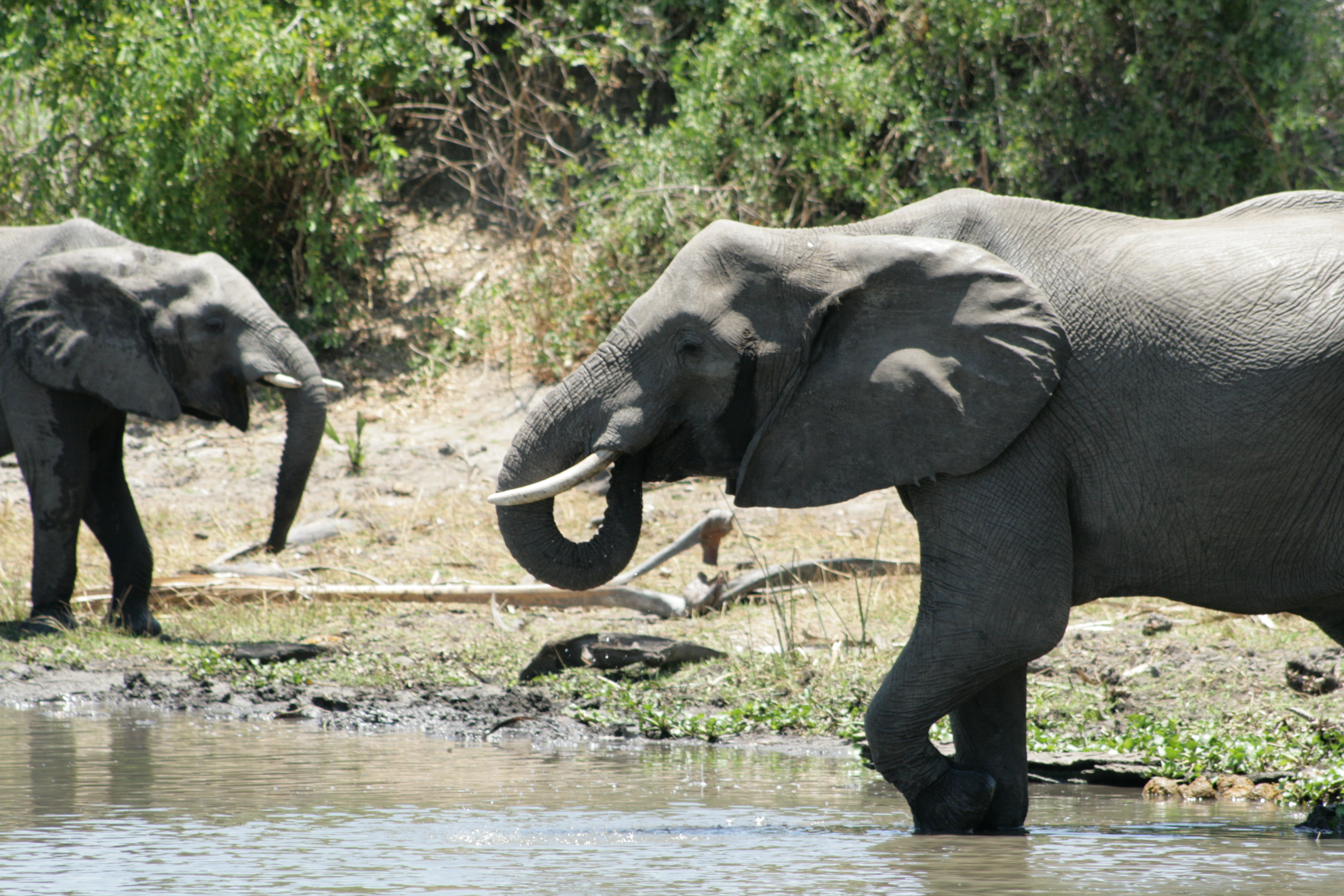 Actually African Elephants Are Not On The Verge Of Extinction