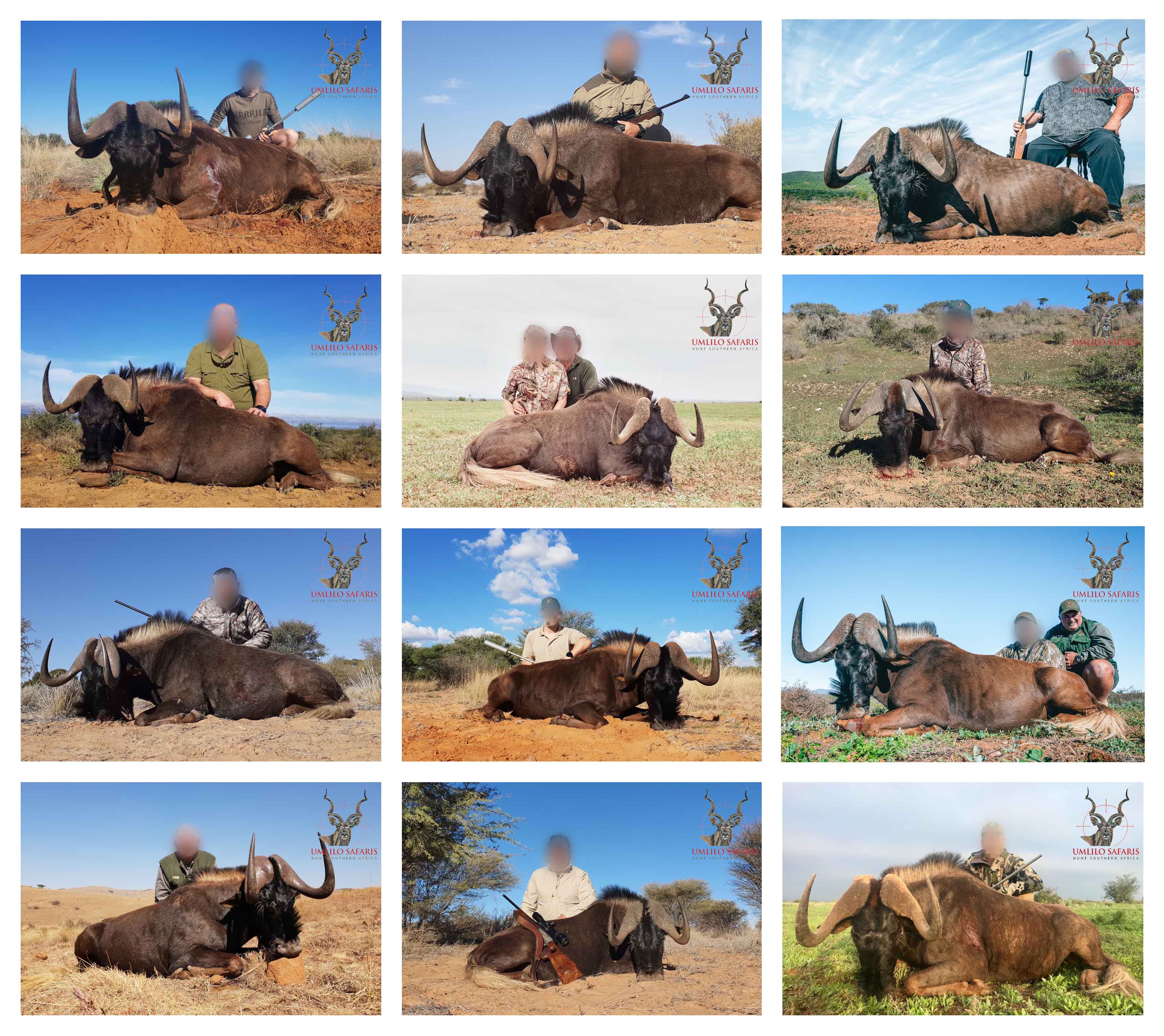 2019 Black Wildebeest collage.jpg