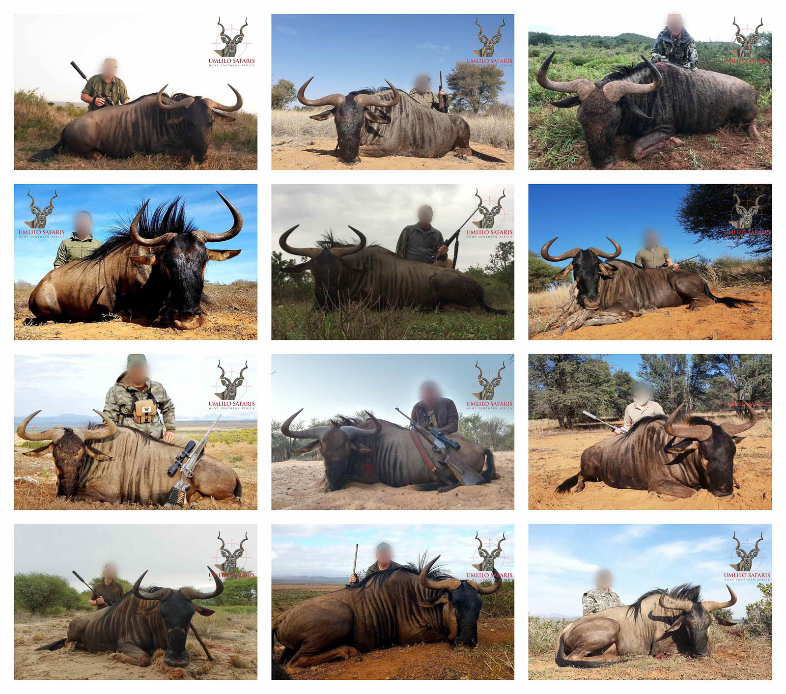 2019 Blue Wildebeest collage.jpg