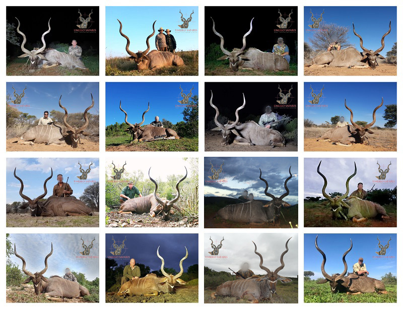 2019 Kudu collage.jpg