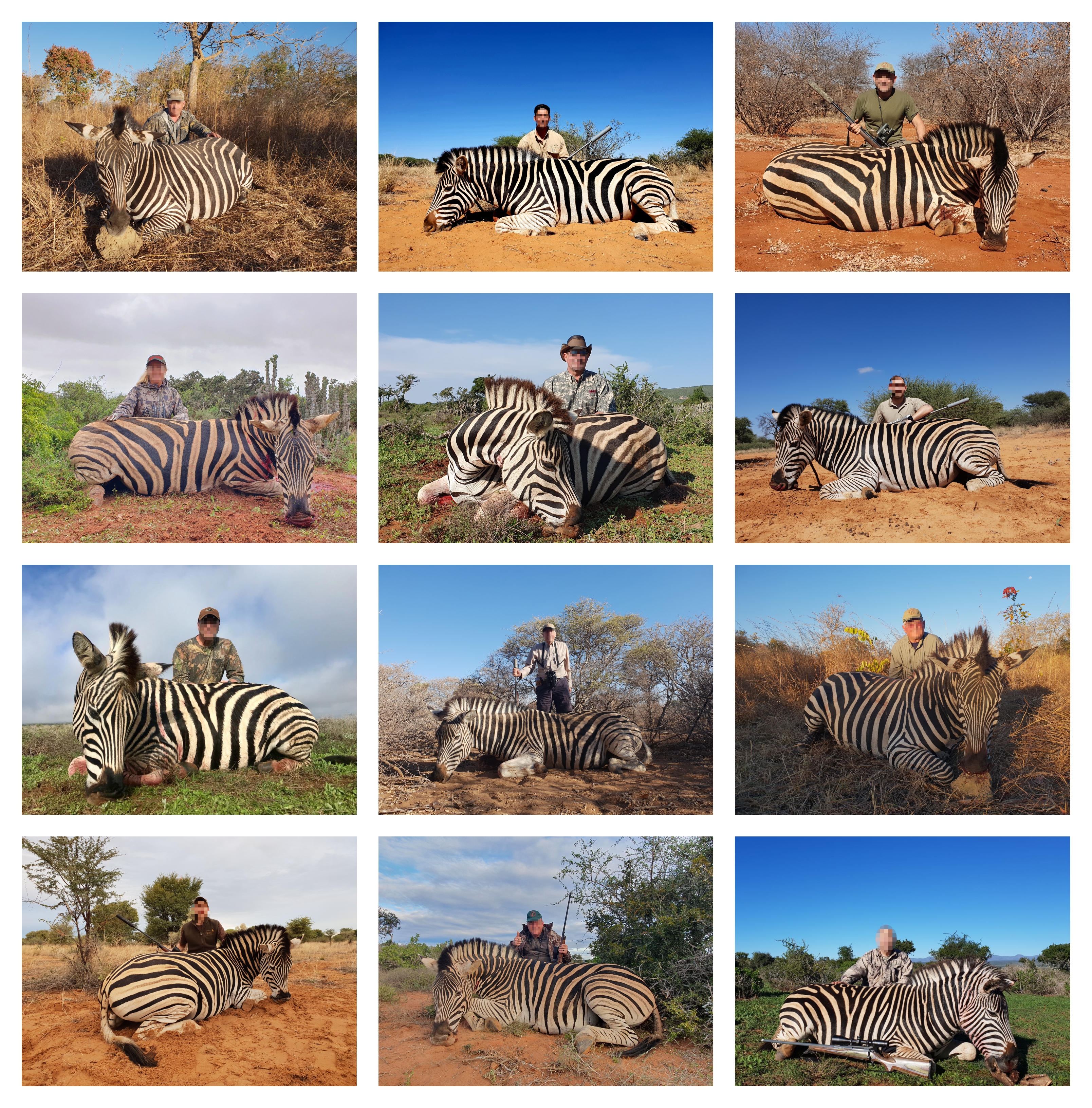 2019 Zebra collage.jpg