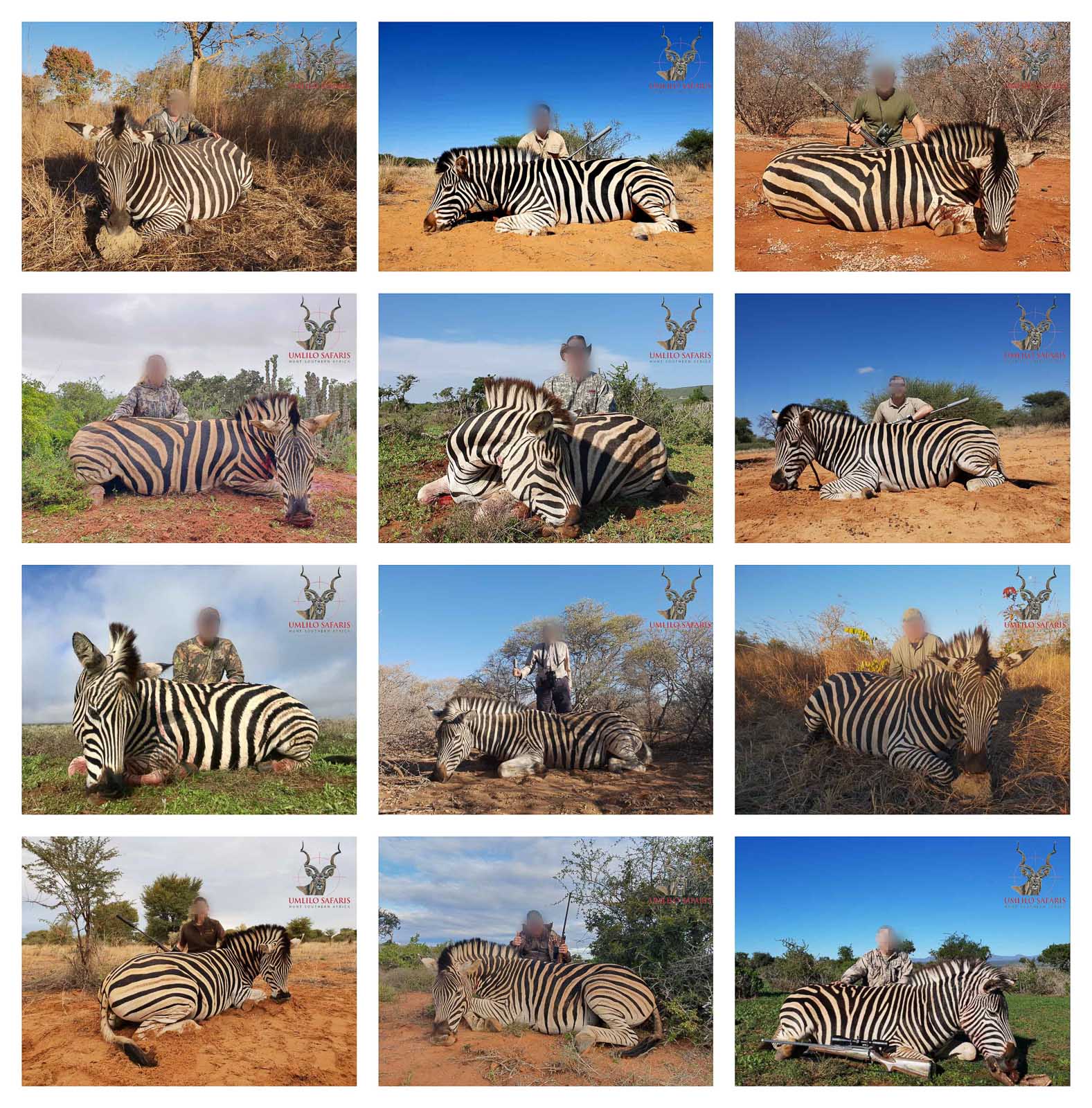 2019 Zebra collage.jpg