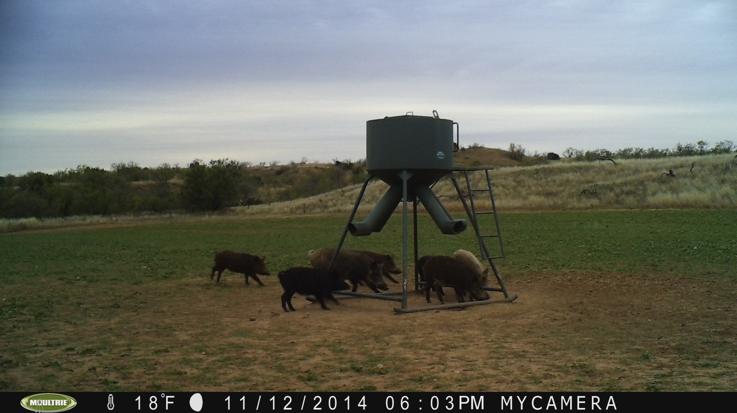 Texas Hog Hunt | AfricaHunting.com