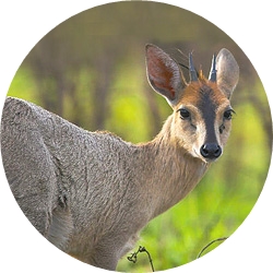 23_animals_duiker-crop.jpg