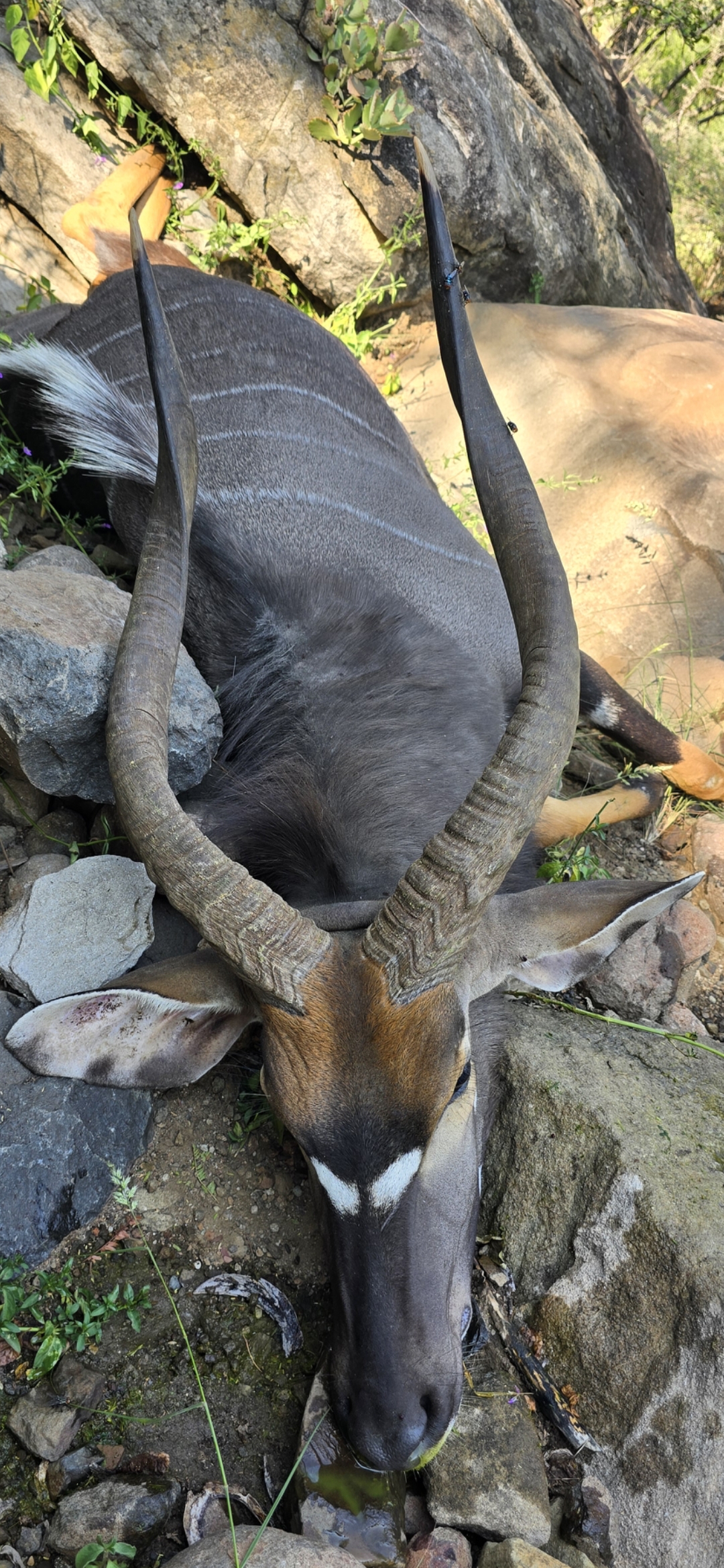 28 INCH NYALA.jpg