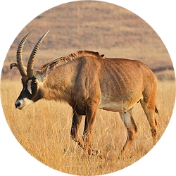 28_animals_roan-antelope-crop.jpg