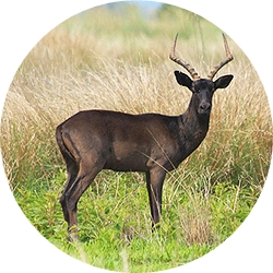 29_animals_black-impala-crop.jpg