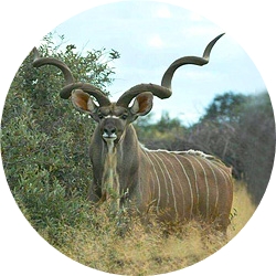 2_animals_kudu.jpg