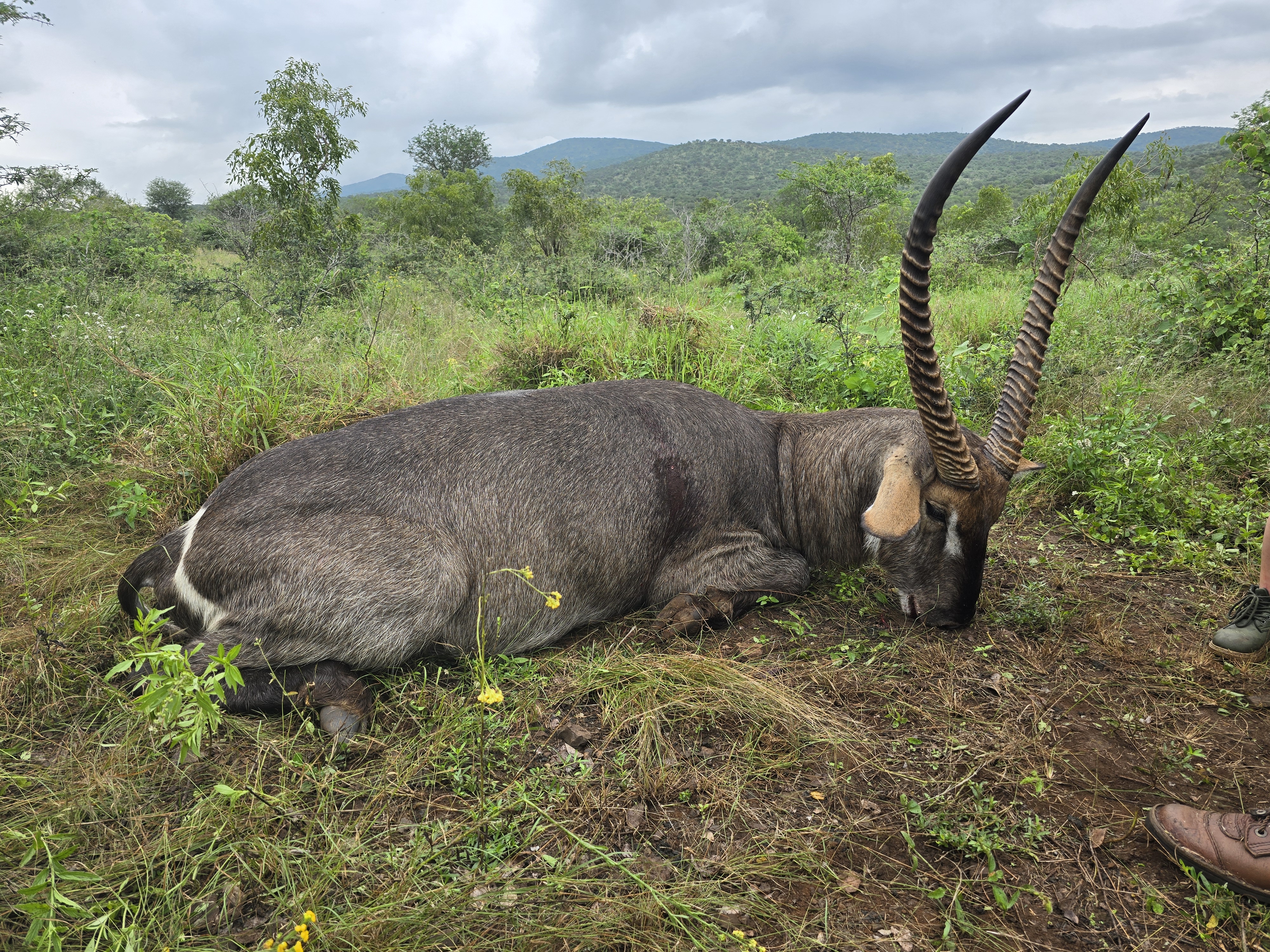 32 INCH WATERBUCK.jpg