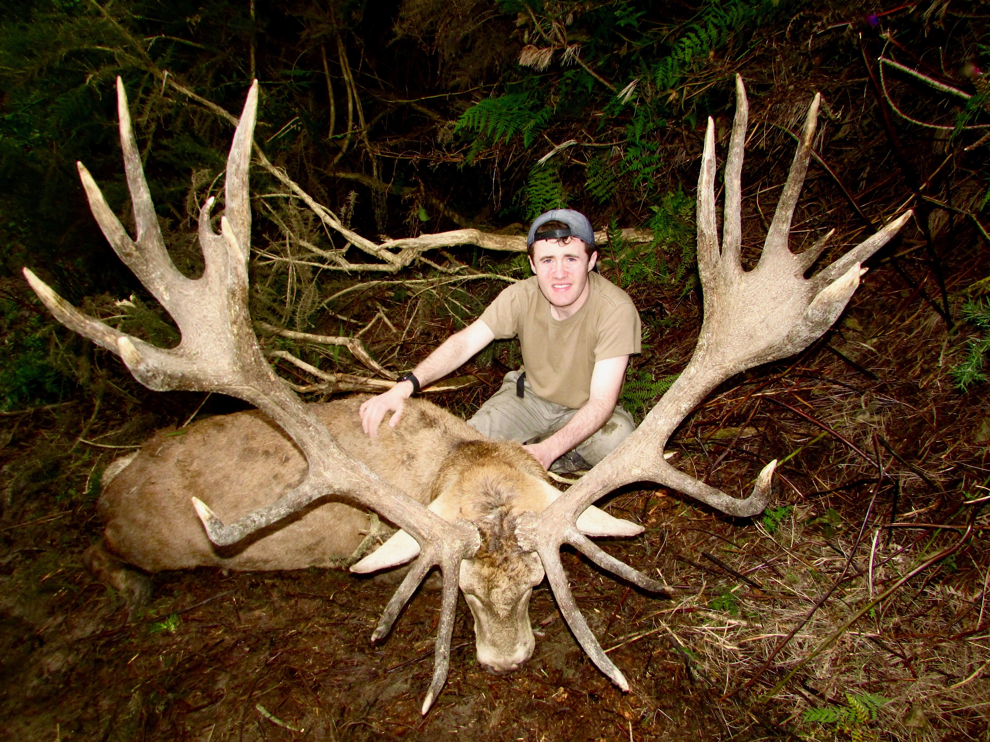 384 inch, 9 yr old Red Stag.jpeg