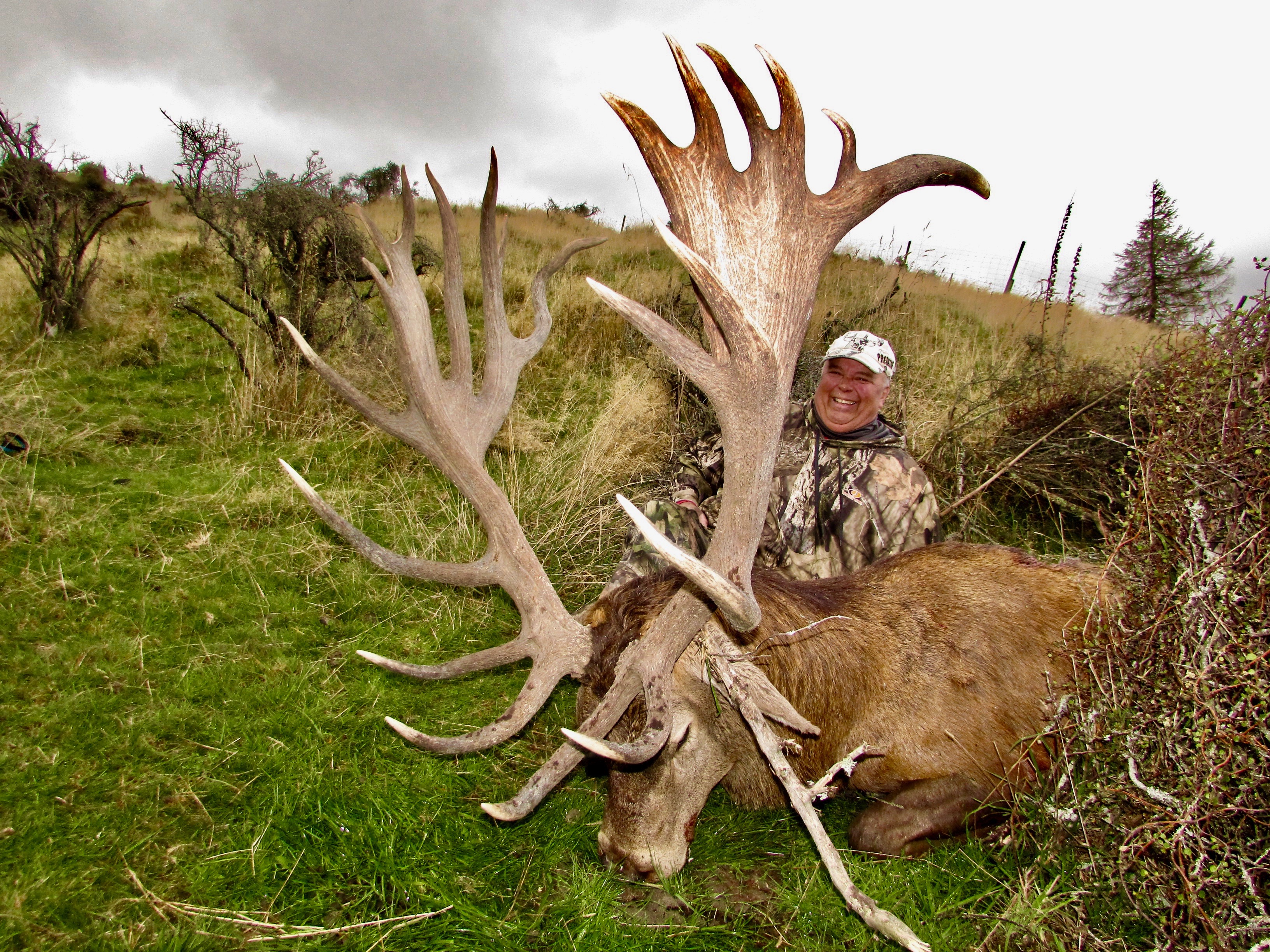 393 inch Stag.jpeg