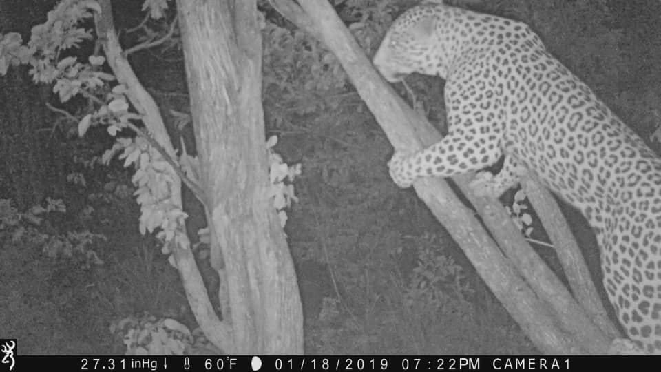 Leopard in our old camp | AfricaHunting.com