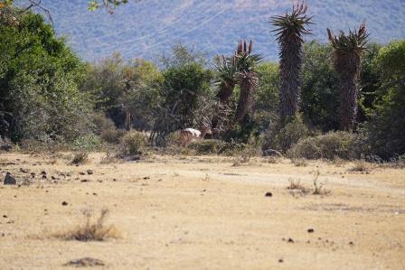 4 Impala spotted.JPG