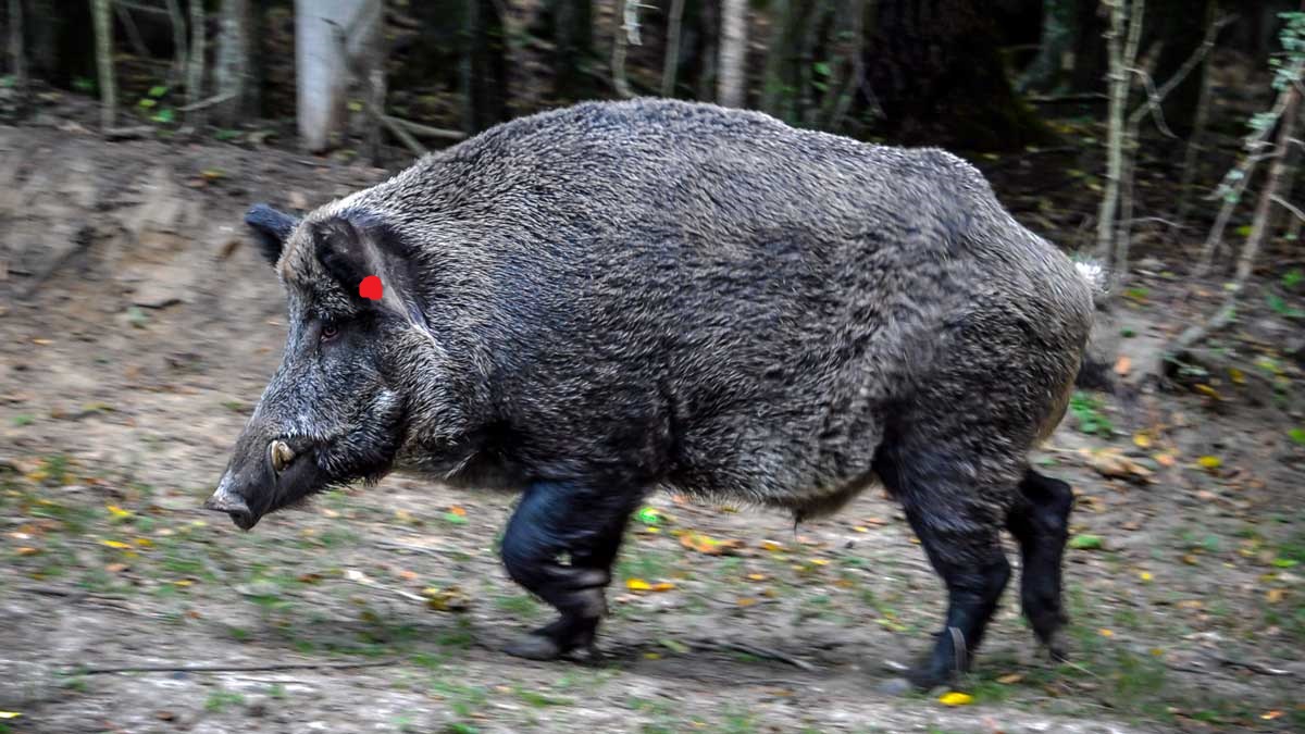 4-razones-que-explican-por-qué-puede-atacarte-un-jabalí.jpg