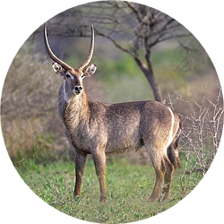 4_animals_waterbuck.jpg