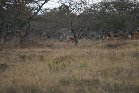 6 Zebras and Impalas.JPG