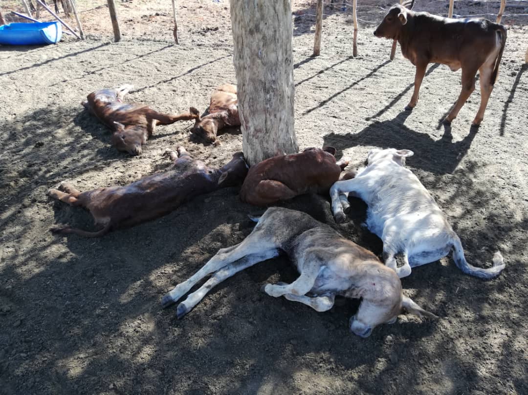 7 dead calves.jpeg