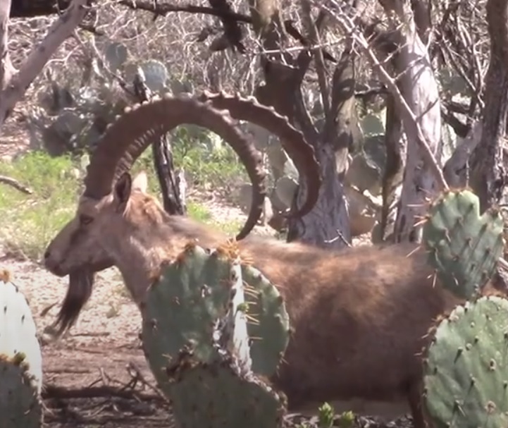 777 18 nubian ibex.jpg