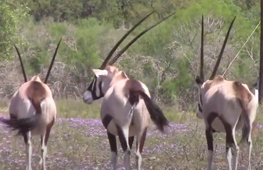 777 21 gemsbok.jpg