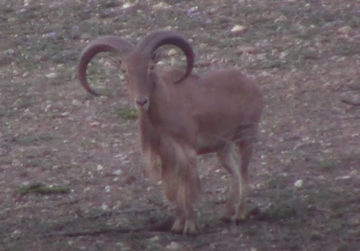 777 26 aoudad.jpg