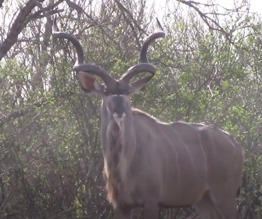 777 5 kudu.jpg