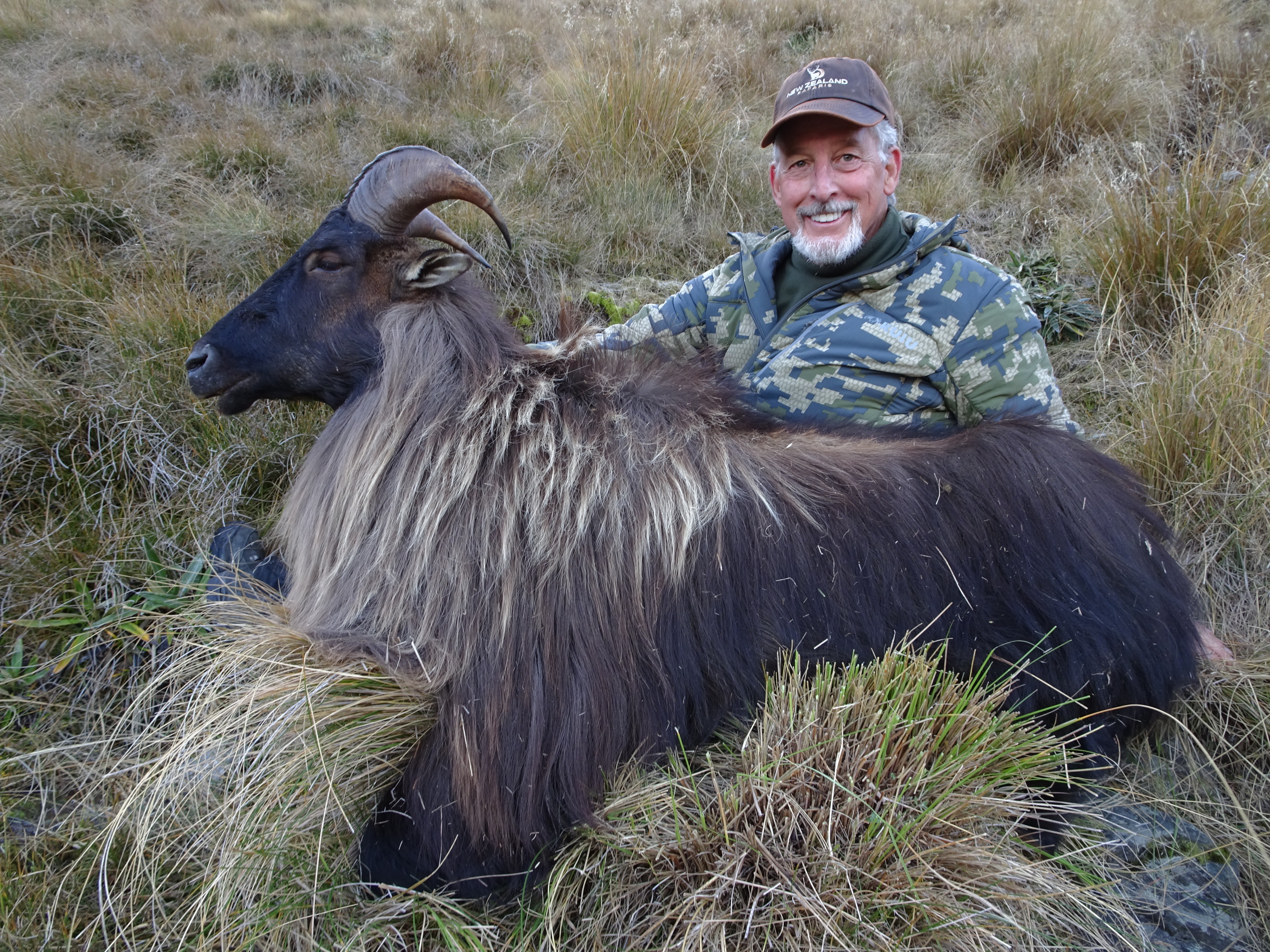 8 yr old 13.7 inch Bull Tahr.jpg