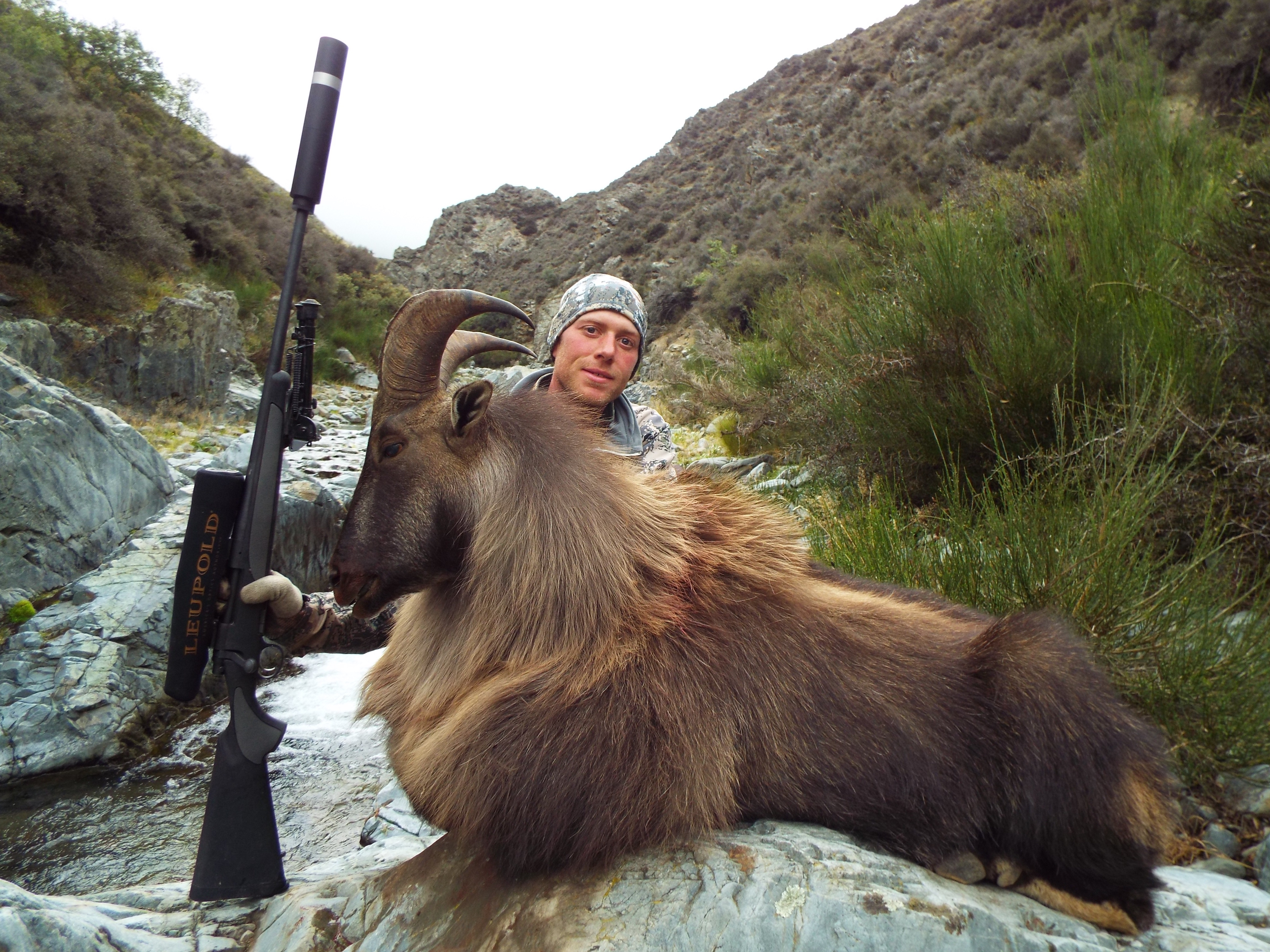 8 yr old 14 inch Bull Tahr.jpg