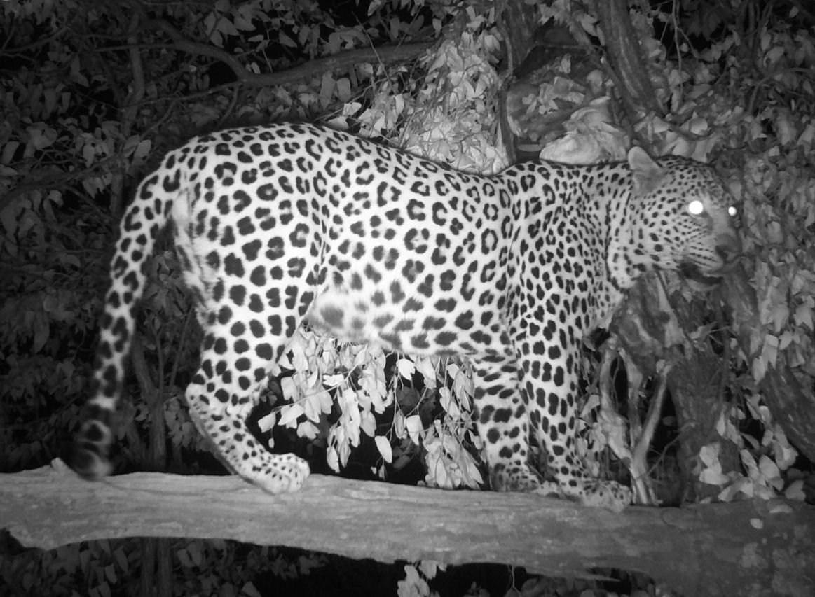 Cancelled Leopard Hunts For 2024 Season Gusty Katusha