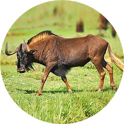 9_animals_wildebeest.jpg