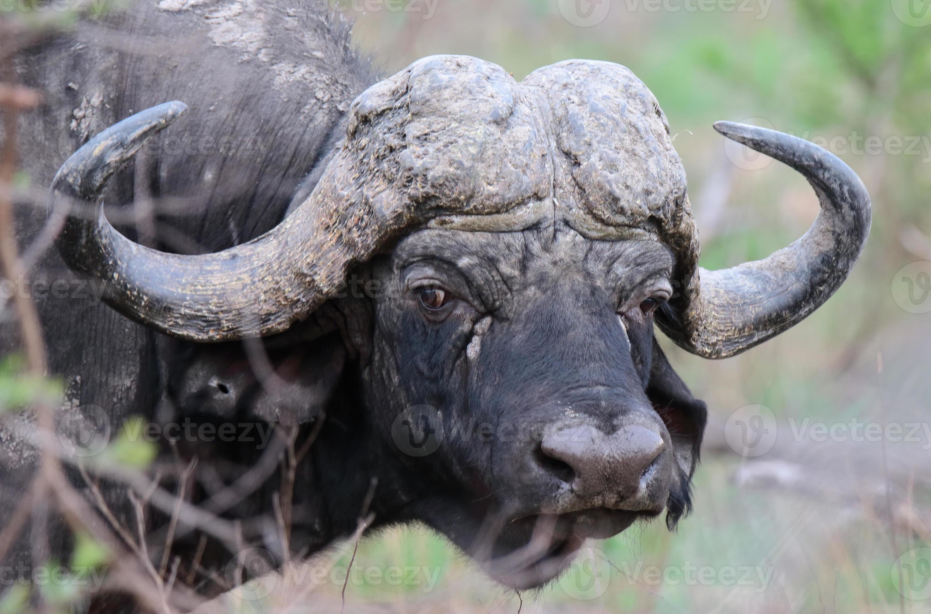 a-of-an-old-cape-buffalo-bull-with-massive-boss-and-horns-photo.jpg
