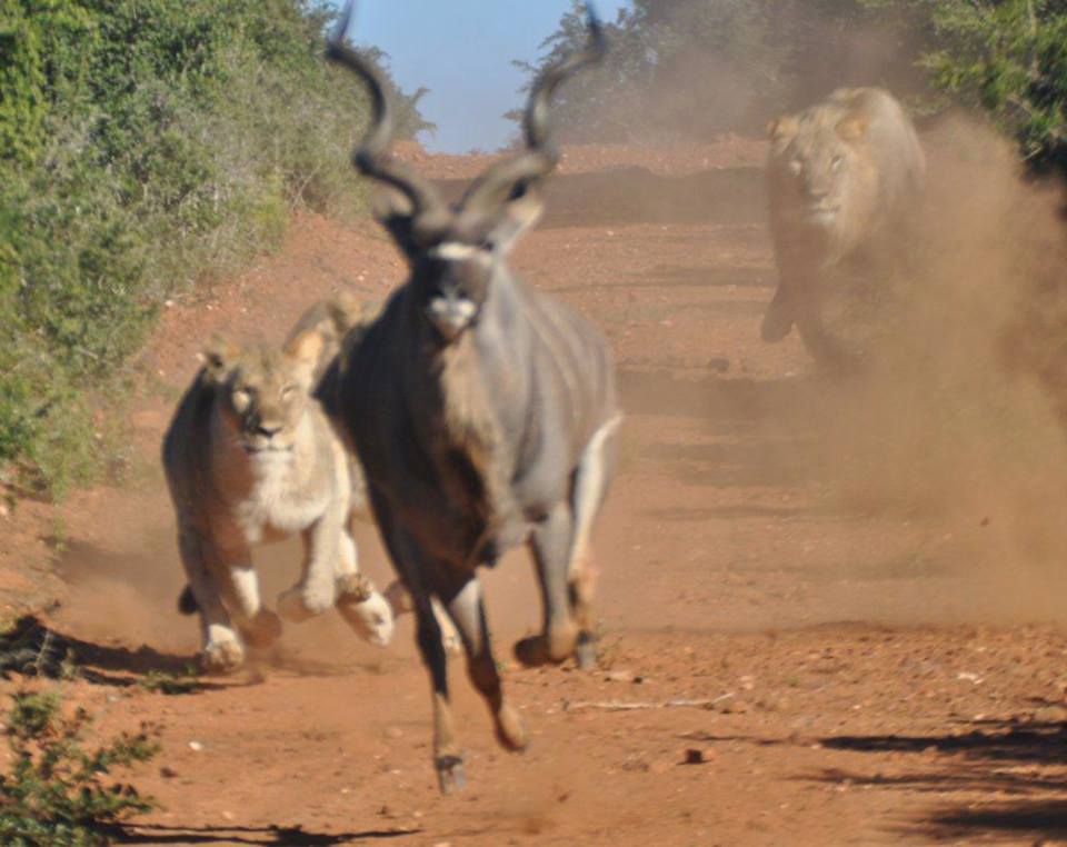 Addo lion kudu.jpg