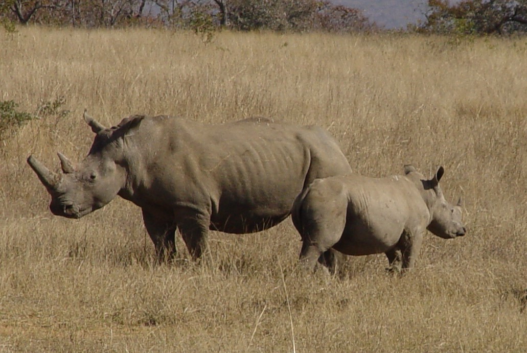 Africa 2009 111.jpg