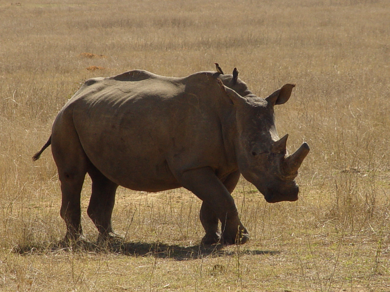 Africa 2009 116.jpg