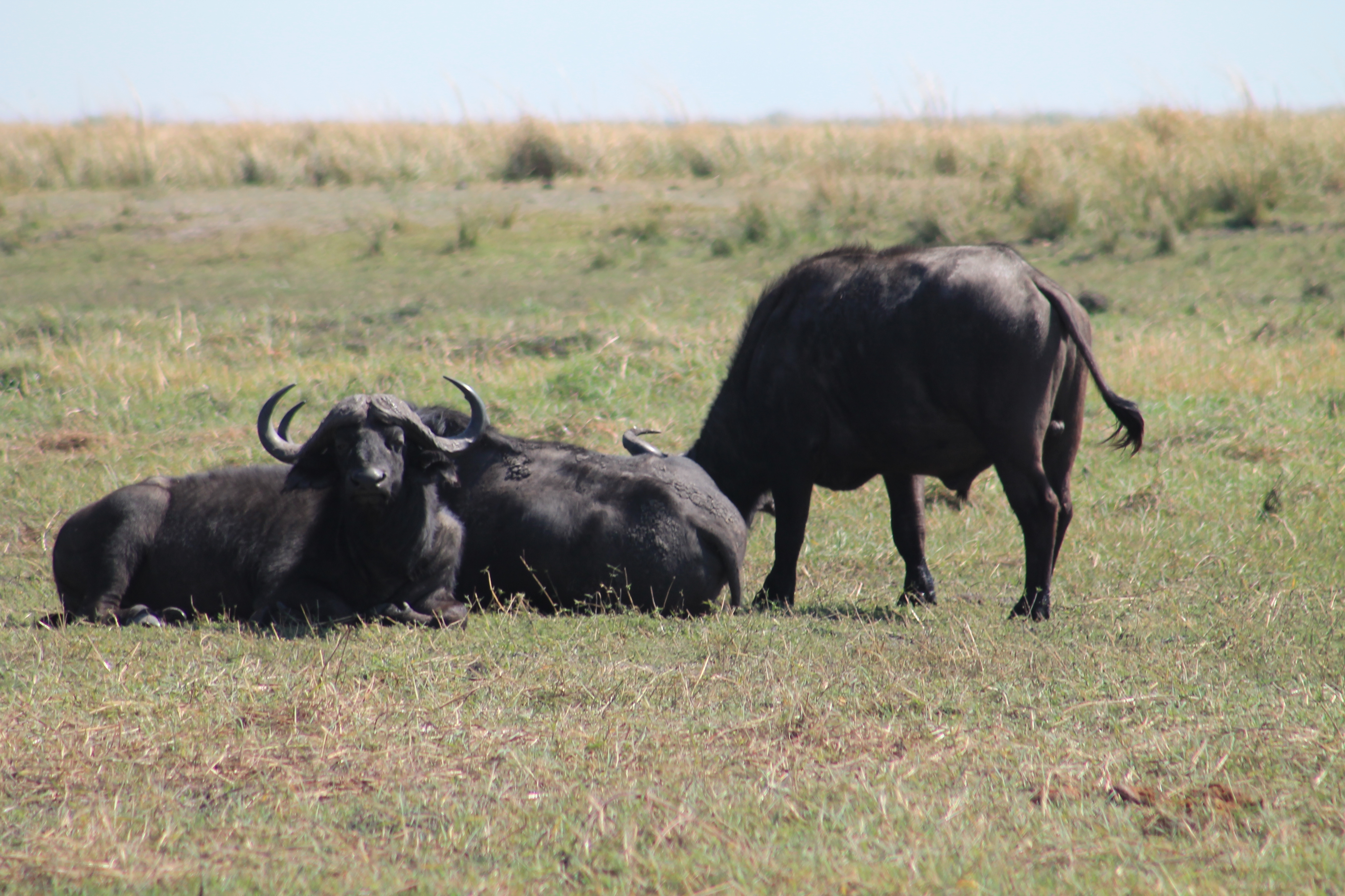 Africa Pictures 2 392.jpg