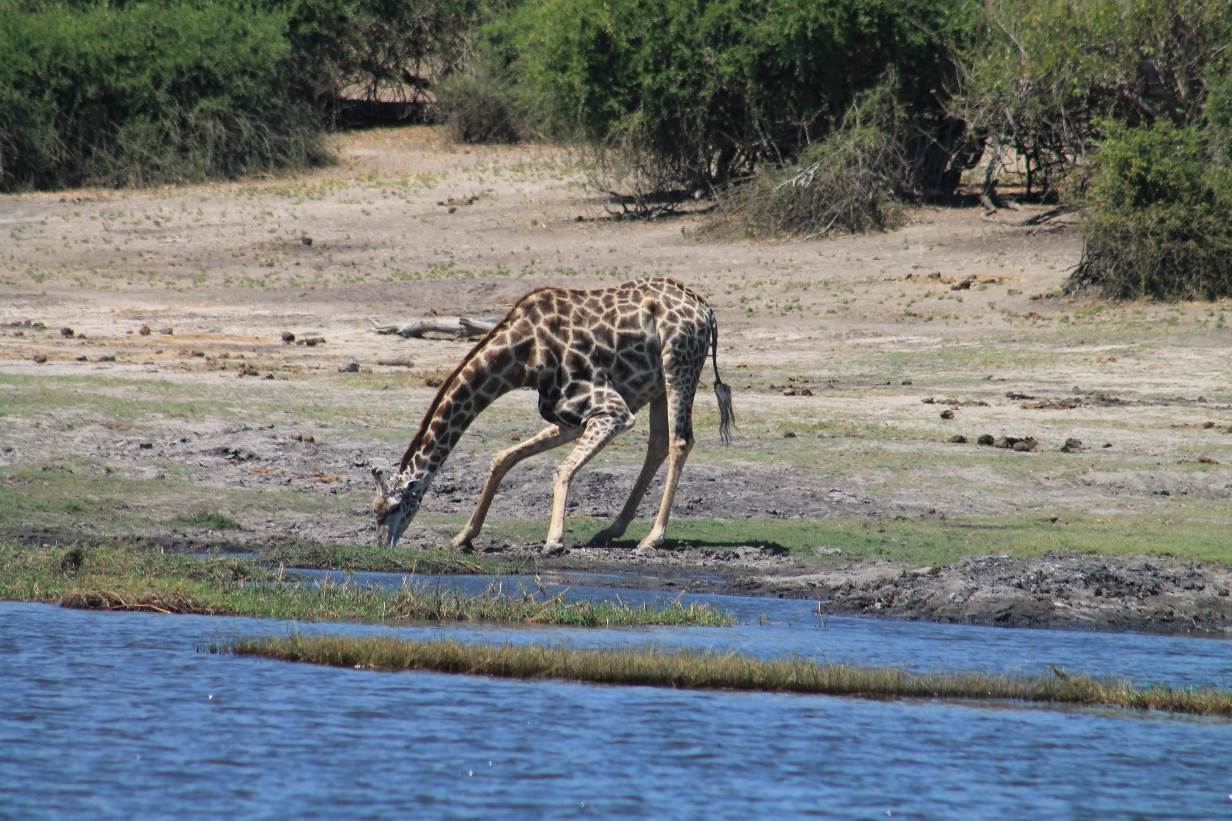 Africa Pictures 2 497.jpg