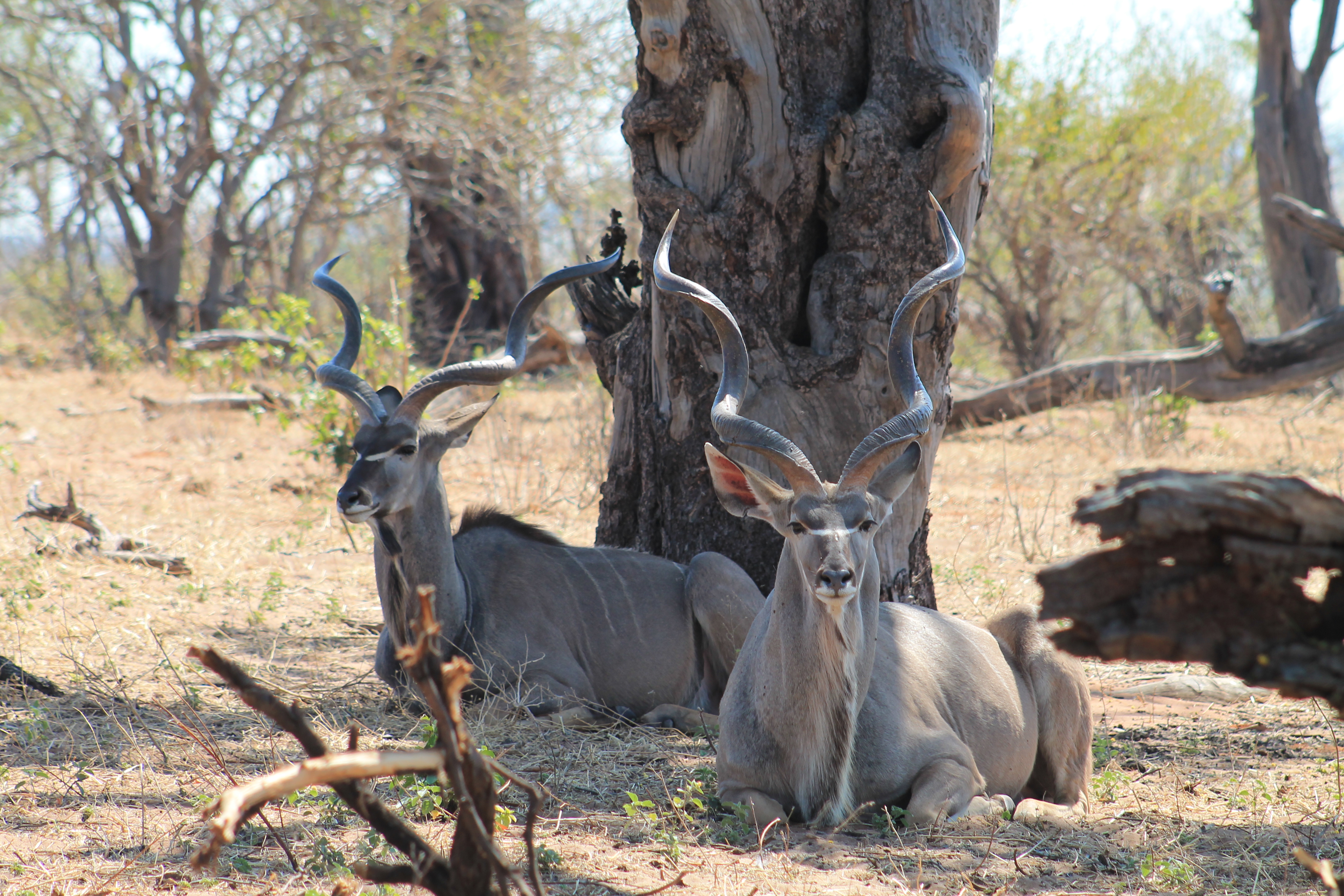 Africa Pictures 2 517.jpg